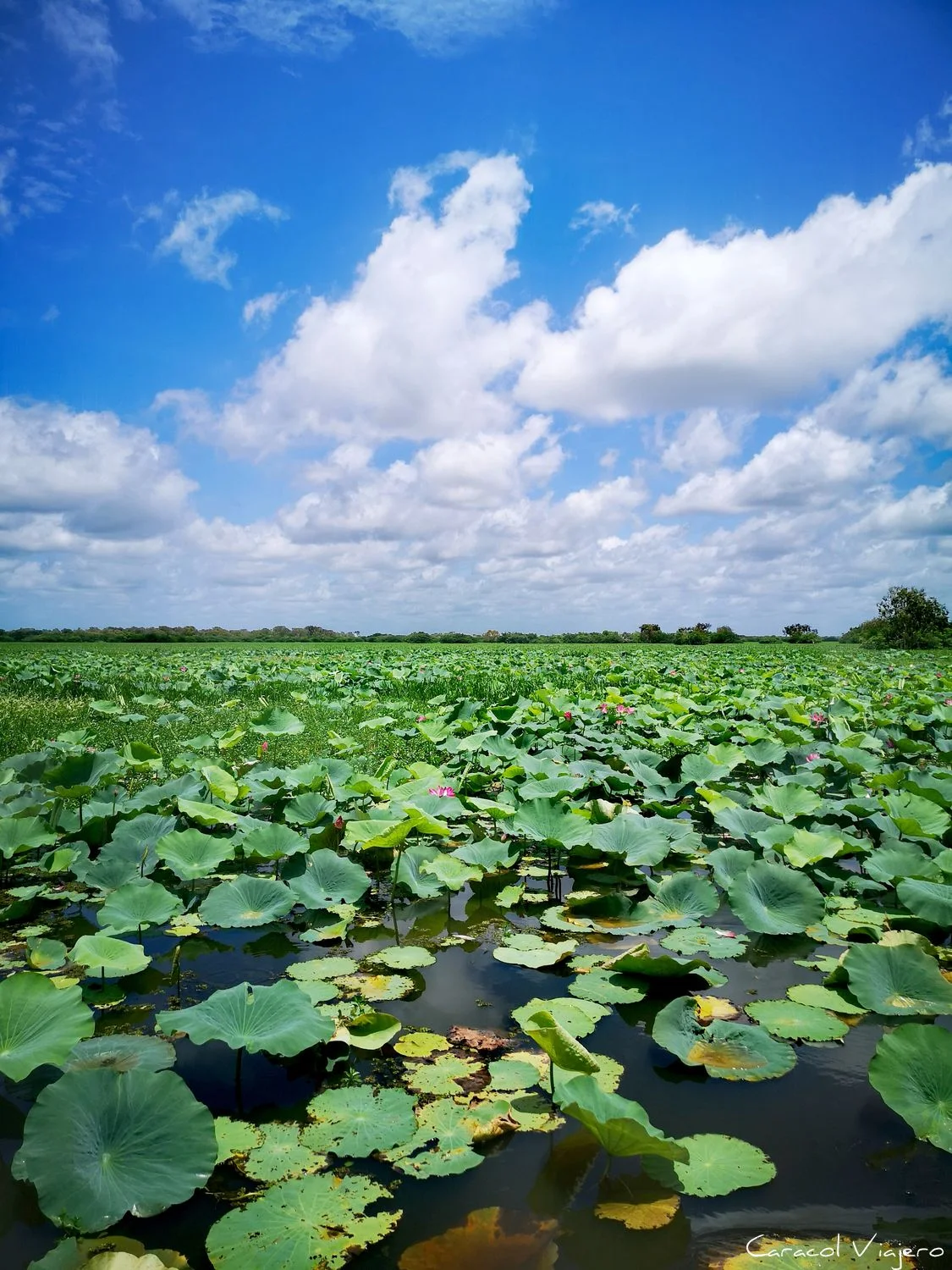 parque nacional Kakadu